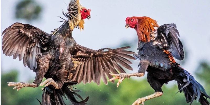Đá Gà Siêu Hạng