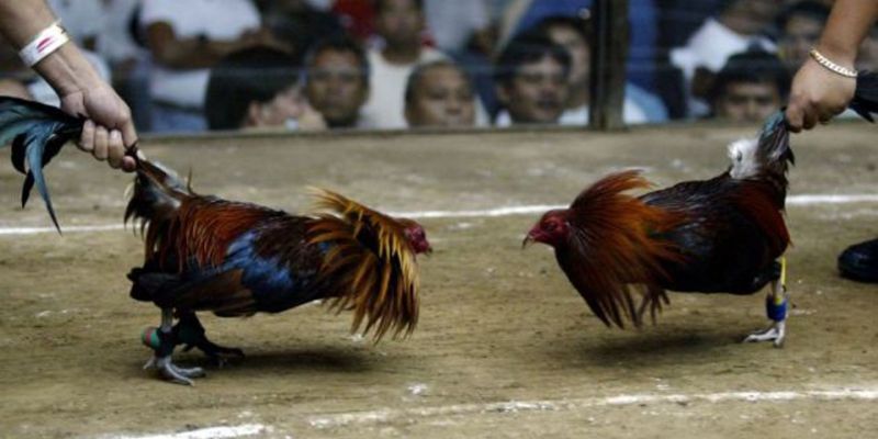Đá Gà Siêu Hạng
